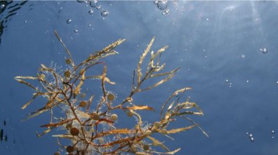 Governance of High Seas Ecosystems: BIG DATA & AI